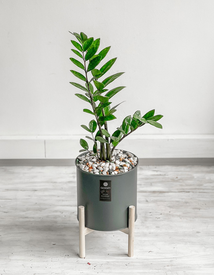 گیاه طبیعی زاموفیلیا سبز با گلدان لوکس ضد آب